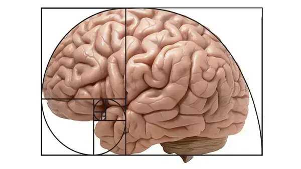 Proporção áurea: cérebro