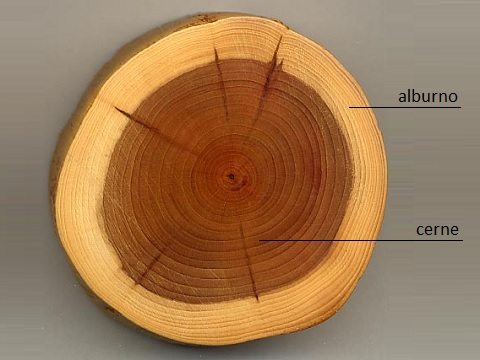 Madeira de lei: alburno e cerne no tronco da árvore