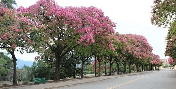 Quinta da Boa Vista: Alameda da Sapucaias (foto: zeluizfotos.wordpress.com)