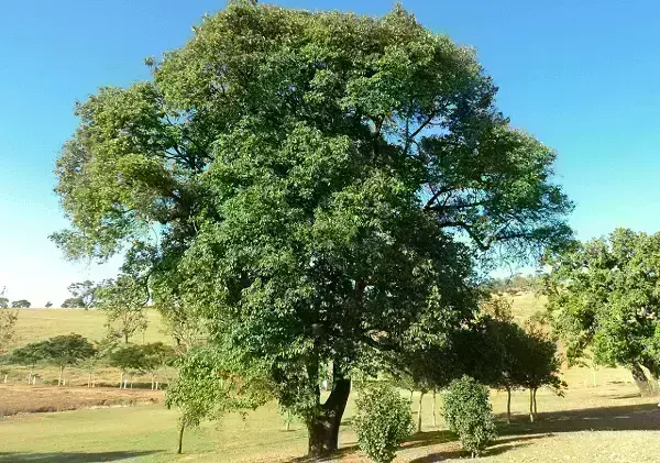 Árvores nativas: Açoita-cavalo