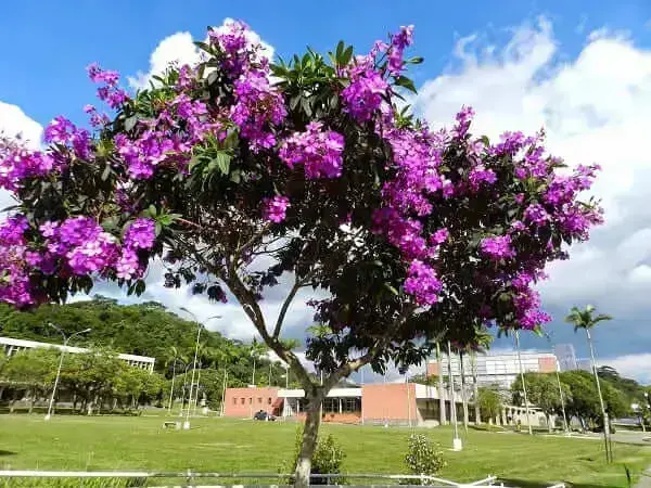 Árvores nativas: Quaresmeira 