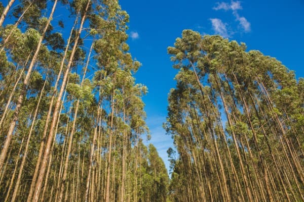 Madeira de reflorestamento: floresta (foto: Potencial Florestal)