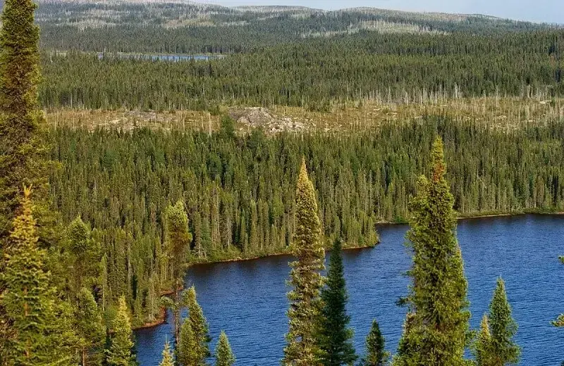 10. A maior floresta do mundo em área é a Floresta Taiga. (Fonte: Mega Times)