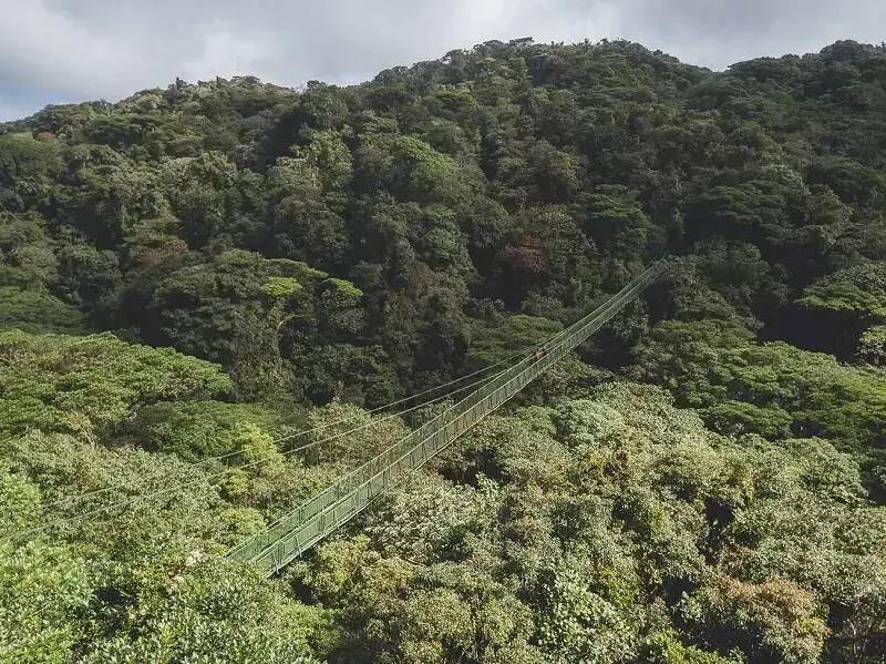 4. A maior floresta do mundo: em 7° lugar a Reserva Florestal Nublada de Monte Verde abriga samambaias gigantes. (Fonte: Em Algum Lugar do Mundo)