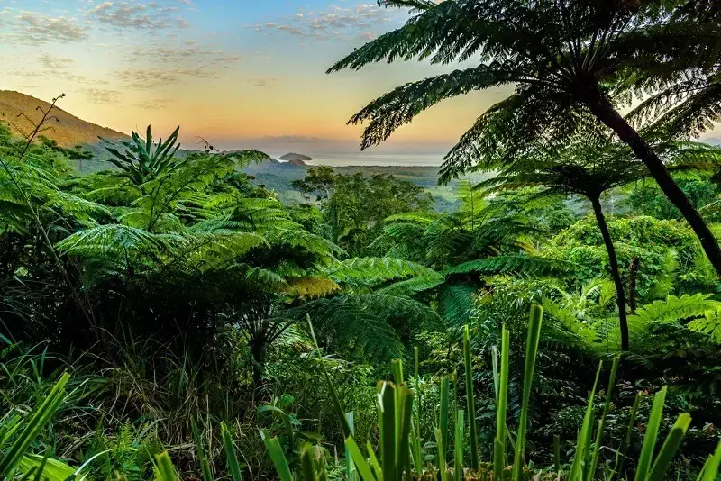 7. A maior floresta do mundo: a Floresta Daintree é responsável por dar acesso a grande barreira de corais. (Fonte: Hypeness)