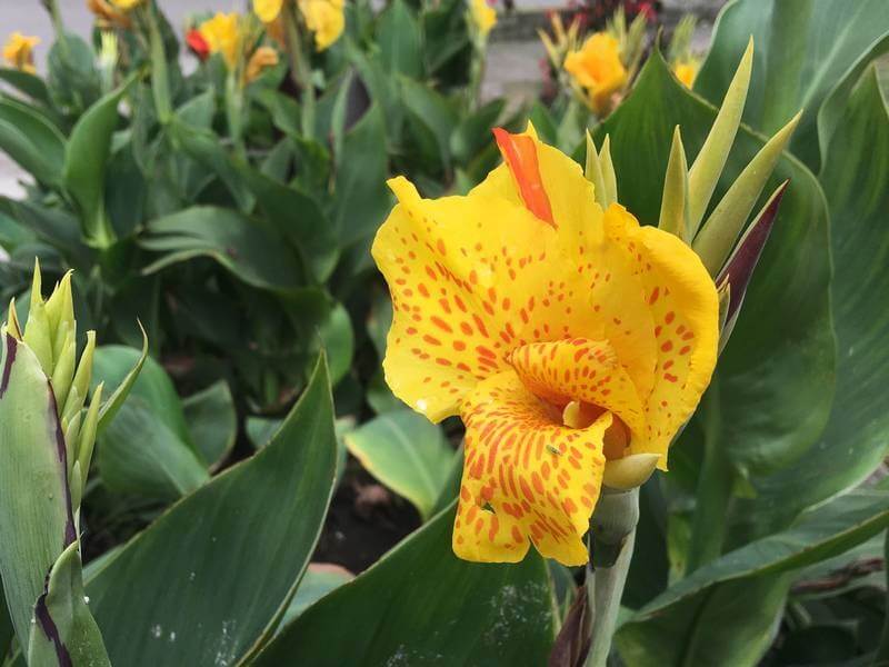 Flores de verão: a cana-da-índia são nativas da América do sul mais precisamente do Peru e Equador