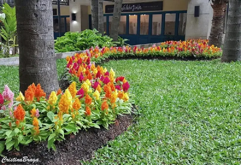 Flores de verão: as flores da celósia se assemelham a uma pluma e lembram a chama do fogo