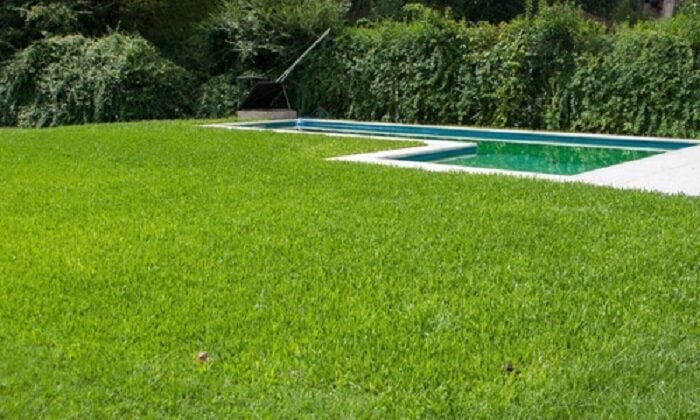 Tipos de grama para jardim: a Grama Batatais apresenta folhas mais duras e de coloração verde-claro