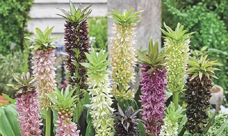 Flores de verão: o lírio-abacaxi é composto por folhas pontudas em forma de lança.