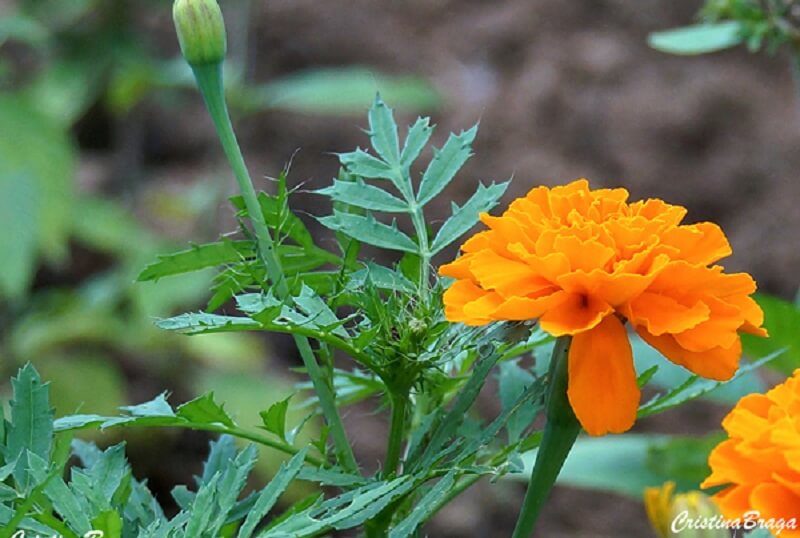 Flores de verão: as plantas tagetes são também conhecidas como cravo-amarelo, cravo-de-defunto e cravo-da-índia