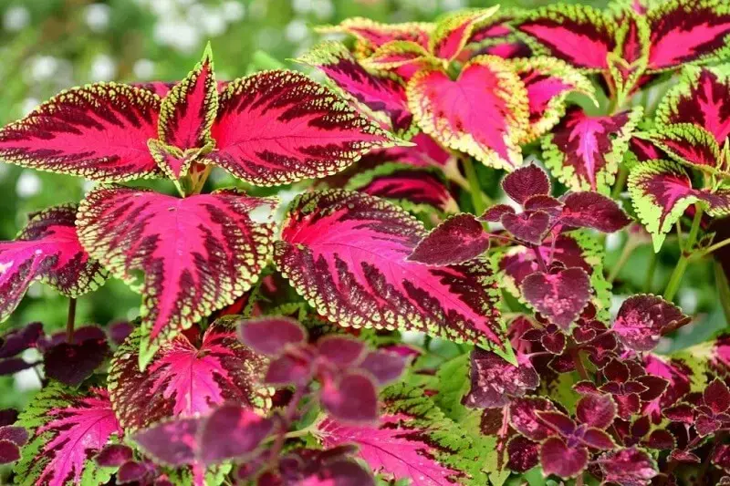 Flores de verão: os coleus se desenvolvem muito bem com altas temperaturas