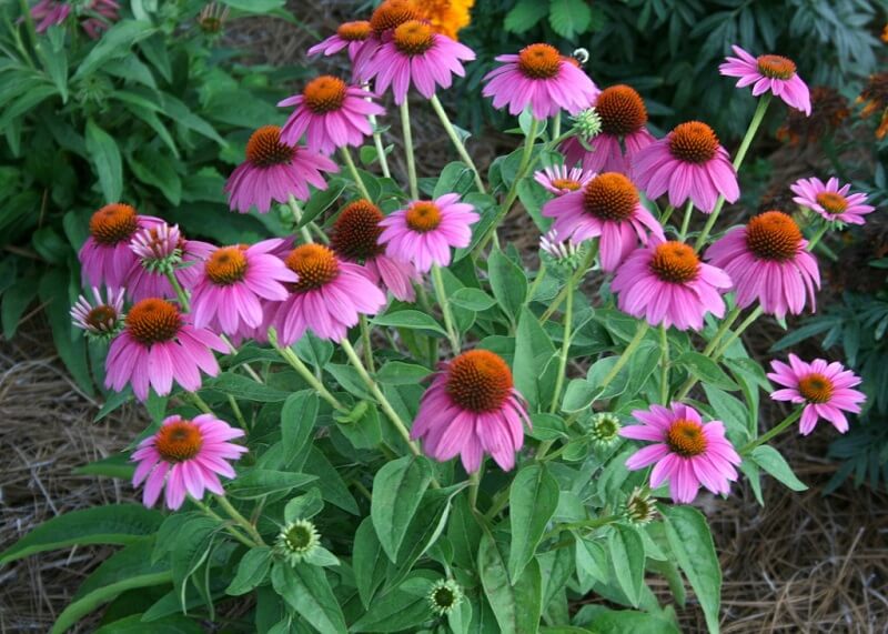 Flores de verão: a floração da flor de cone ocorre na primavera e no verão