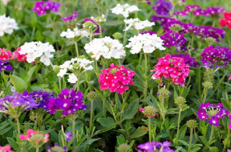 Flores de verão: a verbena quando cultivada não ultrapassa os 50 cm de altura