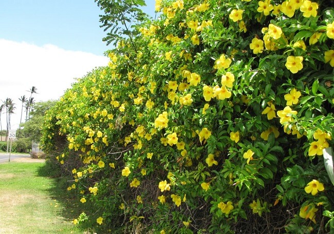 A alamanda é um arbusto que apresenta toxicidade em todas as suas partes