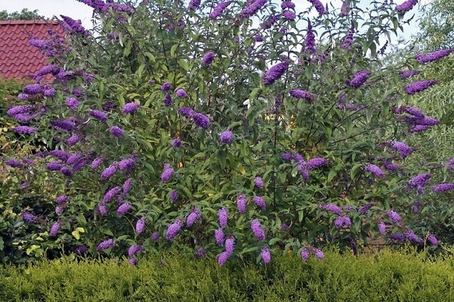 Arbustos para jardim: o arbusto de borboleta é nativo da China e do Japão