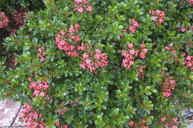 A planta Escallonia se trata de um arbusto perene de folhagem verde escuro