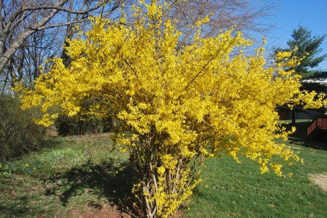 A Forsythia é um arbusto lenhoso de crescimento rápido a moderado