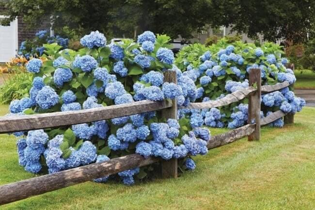 Hortênsia: esse arbusto robusto e marcante simboliza devoção, dignidade e pureza de sentimento