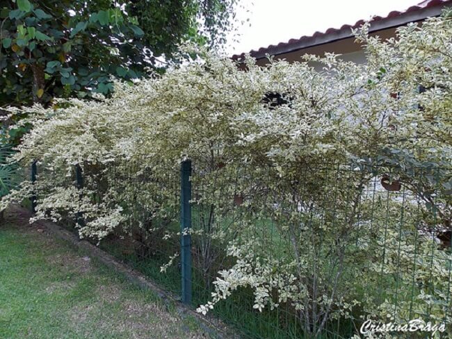 O Ligustro arbustivo é uma planta que pertence à família Oleaceae