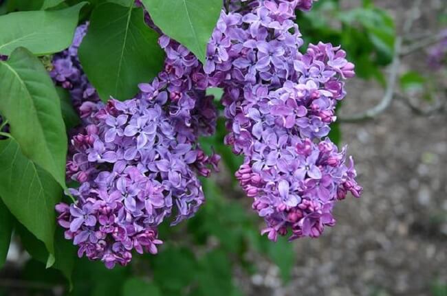 Vegetação arbustiva: a planta Syringa vulgaris é uma arbusto que pode alcançar de 3 a 7 metros de altura