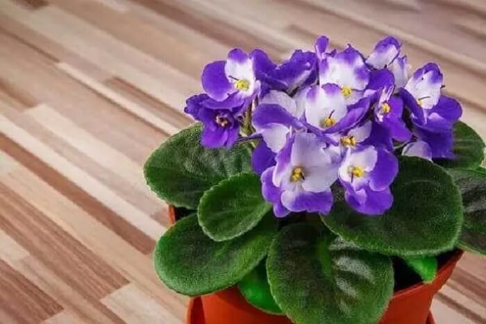 Plantas para escritório: as violetas crescem até 15 centímetros