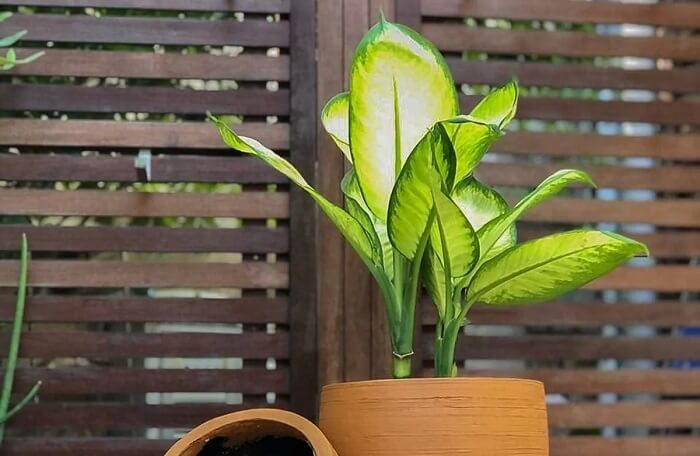 Plantas para escritório: a comigo ninguém pode aprecia baixa luminosidade e umidade