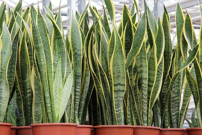 Plantas para escritório feng shui: a espada de são jorge é considerada uma planta protetora