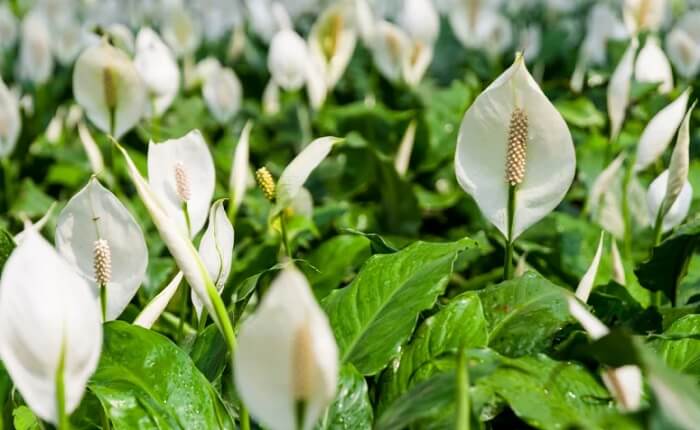 Plantas para escritório: o lírio da paz traz para o ambiente prosperidade, amor e incentiva a socialização