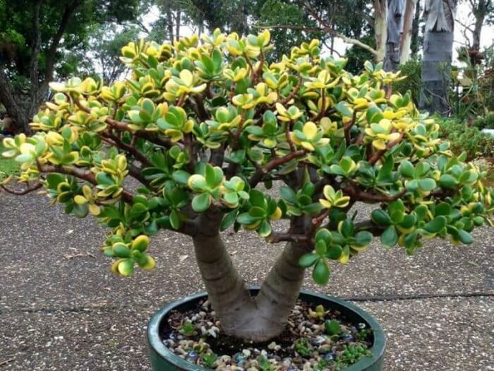 Plantas para escritório: a planta jade atrai boa sorte, dinheiro e prosperidade