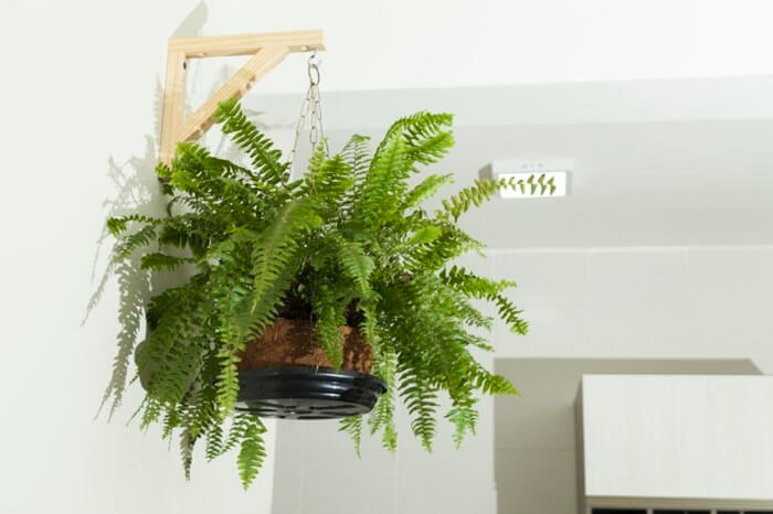 Plantas para escritório feng shui: a Samambaia aprecia meia sombra e solo úmido