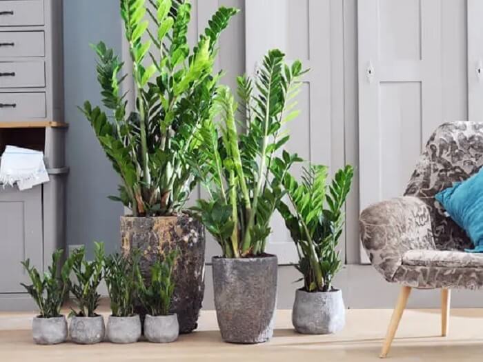 Plantas para escritório: as zamioculcas são muito resistentes